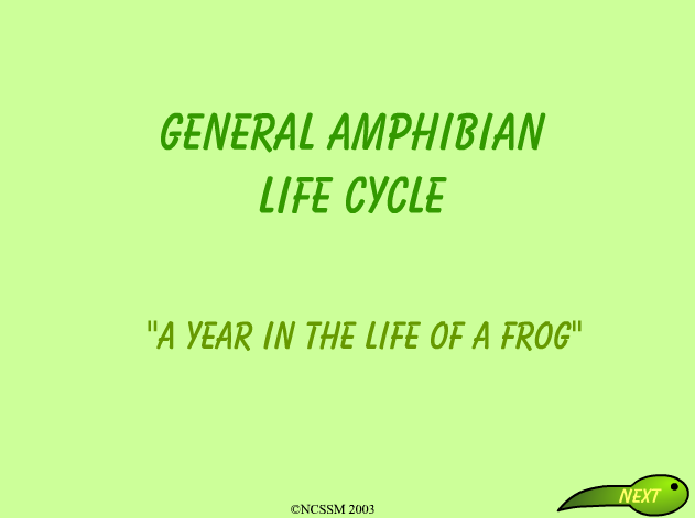 General amphibian life cycle | Recurso educativo 33874