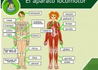 El aparato locomotor humano | Recurso educativo 35658