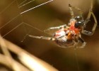 Araña tejiendo su telaraña | Recurso educativo 43842