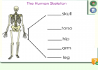 The human skeleton | Recurso educativo 45247