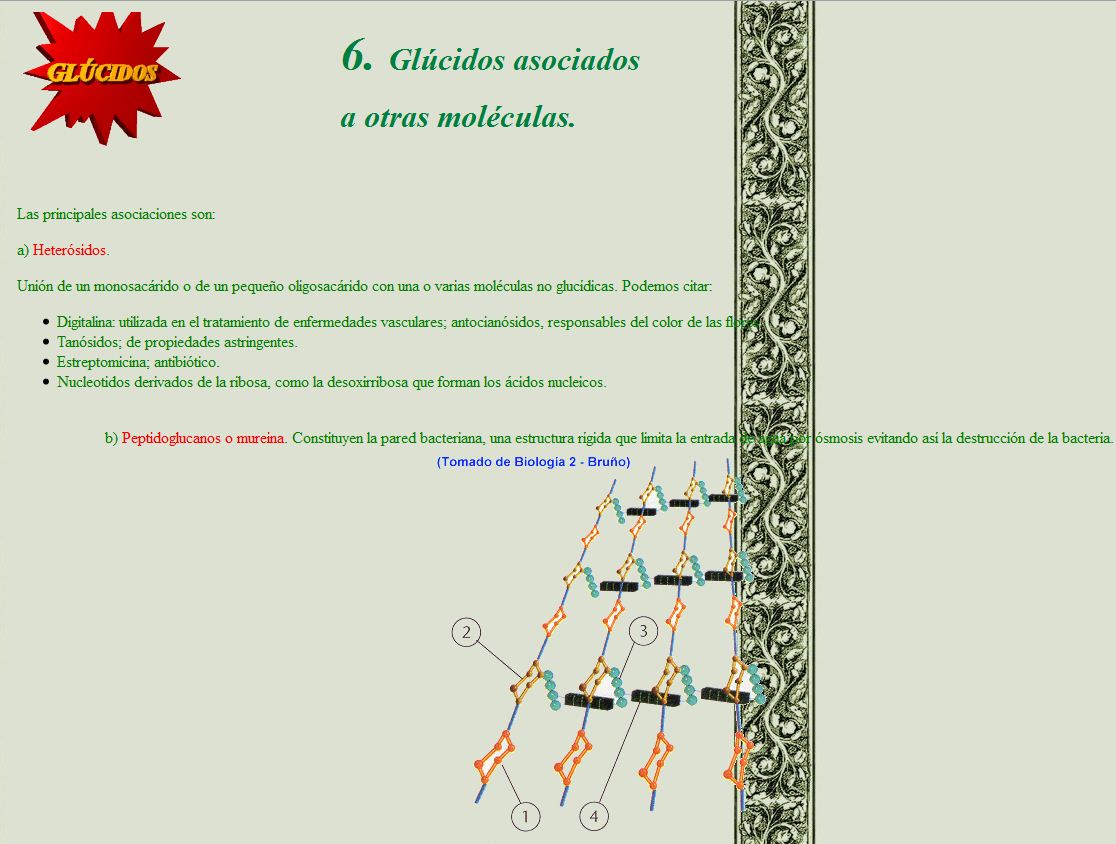 Glúcidos associados a otras moléculas | Recurso educativo 46605