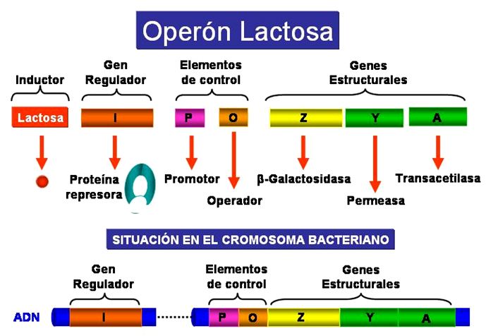 El operón lac | Recurso educativo 49506