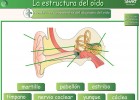 El oido | Recurso educativo 49529