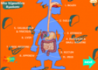 Digestive system | Recurso educativo 52733