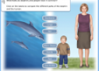 Dolphins | Recurso educativo 58982