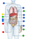 Human organs | Recurso educativo 59872