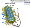 The prokaryotic cell (Bacteria) | Recurso educativo 60611