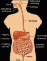 La nutrición humana para primaria | Recurso educativo 13237