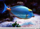 Fish | Recurso educativo 23769