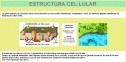 Estructura cel·lular | Recurso educativo 24217