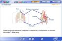 Respiración | Recurso educativo 2498