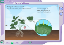 Parts of a flower | Recurso educativo 25795