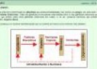 El sistema endocrino | Recurso educativo 27630