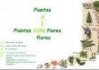 Plantas con y sin flores | Recurso educativo 32418