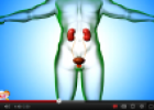 Video: Excretory system | Recurso educativo 77188