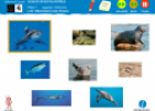 Somos investigadores: Los tiburones son peces | Recurso educativo 79293