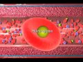 Circulatory System (Jr. Animated Atlas of Human Anatomy & Physiology) | Recurso educativo 91931