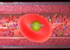 Circulatory System (Jr. Animated Atlas of Human Anatomy & Physiology) | Recurso educativo 91931