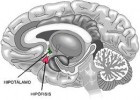 Definición de hipotálamo ? Definicion.de | Recurso educativo 94199