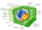 Plant Cell vs Animal Cell - Difference and Comparison | Diffen | Recurso educativo 737446