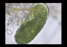 Regne Protoctists | Recurso educativo 741784