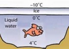 Dilatación anómala del agua | Recurso educativo 748803