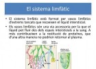 El sistema limfàtic | Recurso educativo 761975