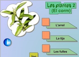 Les plantes... arrel, tija i fulles | Recurso educativo 768680